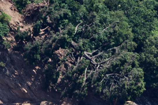 13 June 2023 - 14:13:39
Those roots look dry as dust.
---------------------------
Tree fall, landslide near Inverdart